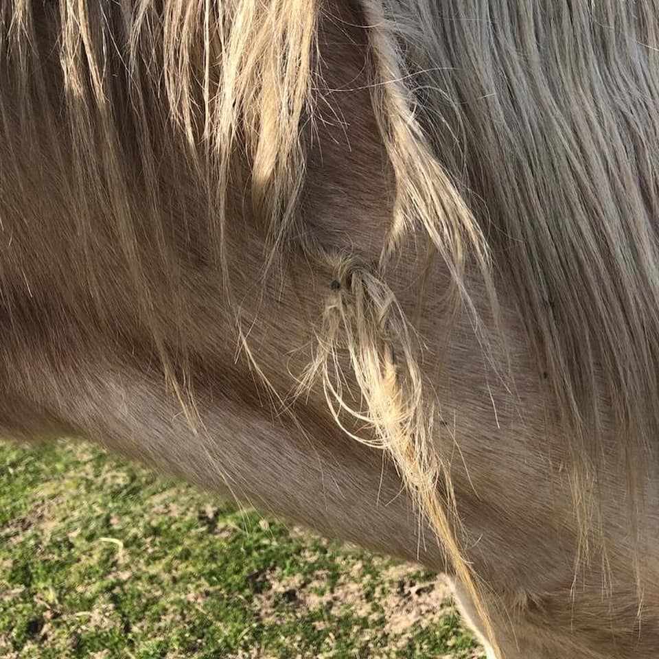 Las trenzas de los&nbsp;duendes
